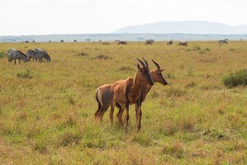 Pair of Topi Antelopes Standing in the Open Plains of Masai Mara, Kenya with Zebras and Wildebeest in the Background