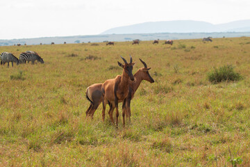 Naklejka premium Pair of Topi Antelopes Standing in the Open Plains of Masai Mara, Kenya with Zebras and Wildebeest in the Background