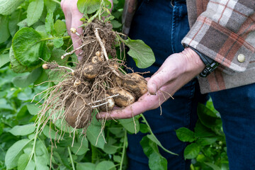 Farmer holding freshly harvested potatoes with leaves still attached in a field.