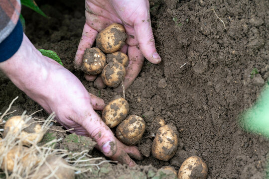 Hands harvesting fresh potatoes from the soil on a farm.