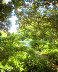 Curved small brick walkway paver pathway under tall tree shade canopy lush green leading to city building background in downtown Austin, Texas, urban forest zero emission ecology community garden
