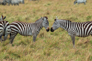 Two Plains Zebras Facing Each Other in the Grasslands of Masai Mara, Kenya