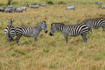 Two Plains Zebras Facing Each Other in the Grasslands of Masai Mara, Kenya