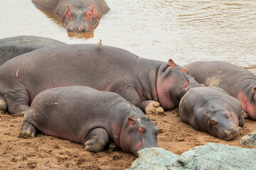 Hippos Sleeping on the Riverbank in Masai Mara, Kenya