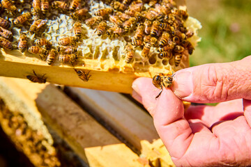 Beekeeper Hand Holding Honeybee in Hive Close Up