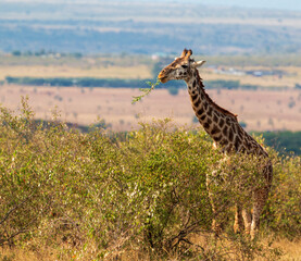 Masai Giraffe Eating Foliage in the Vast Masai Mara, Kenya