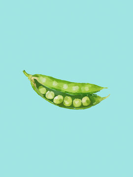Green pea pod against a turquoise background with visible peas inside