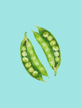 Two green pea pods open with peas visible against a teal background.