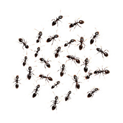 Ants Isolated on transparent Background | High-Quality Insect Illustration