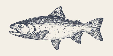 Salmon fish, seafood, sketch. Vintage retro print, seafood salmon fish sketch, sea life, ink pencil style drawing engrave old school sketch, hand drawn. Sketch artwork salmon fish. Vector Illustration