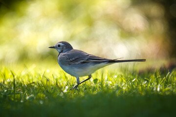 Obraz premium a wagtail female, motacilla alba, is looking for food on the green lawn in the garden