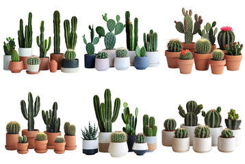 Diverse Cacti Collection on Transparent Background