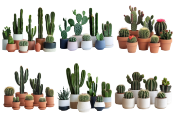 Diverse Cacti Collection on Transparent Background
