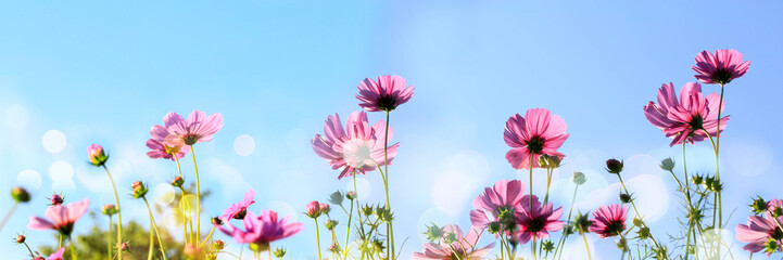 Cosmos flowers blooming panorama with sunset in the morning and bokeh in the garden.concept festival beautiful flower and love day.