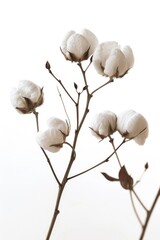 A close-up view of a plant covered in fluffy cotton, great for backgrounds or textures