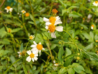 Bidens alba or Spanish Needles or Beggarticks. a small, daisy-like flower with white petals and a yellow center that grows wild