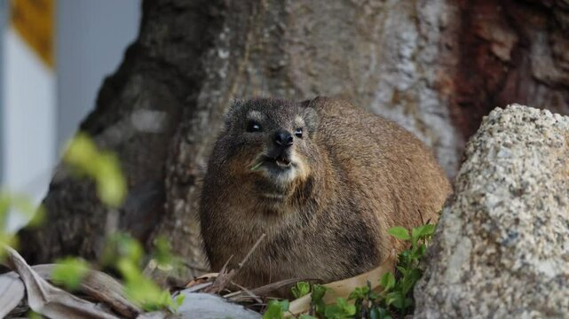 Rock hyrax eating leaves among the greenery, close up. Wild dassie animal in natural habitat. Cape Peninsula with specific fauna and flora. South Africa mammal animals. Wild life nature. Cute animals