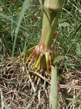 fibrous roots of maize plant or zea mays fibrous roots or adventitious root of corn plant