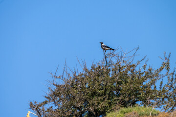 bird in a tree in crete