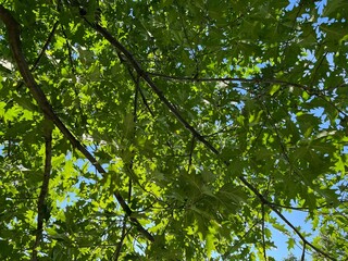 Fototapeta premium green leaves against blue sky, summer scene image 