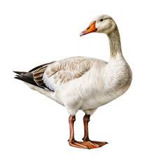 Goose standing in a full-body shot, isolated on a white background, cut out