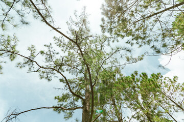 Pine forest