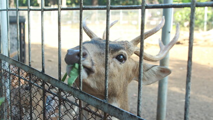Feeding deer in captivity