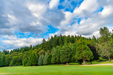 Fototapeta premium Green forest wood landscape in summer. Nature of mixed forest. Landscape of meadow at park. Summer park zone nature. Scenic landscape of woodland. Public park. Nature of forest. Idyllic view