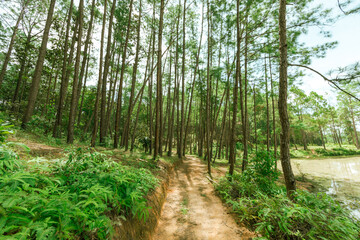 Fototapeta premium Pine forest