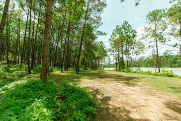 Pine forest