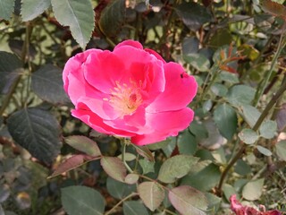 Red rose flower on the stalk of rose plant. Rosa Indica flower in red colour in the garden.Rose flower pattern