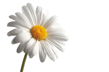 Obraz premium A beautiful daisy flower displaying delicate white petals and a vibrant yellow center, perfect for nature-themed projects.