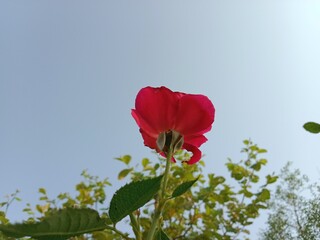 Red rose flower on the stalk of rose plant. Rosa Indica flower in red colour in the garden.Rose flower pattern