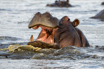 Fototapeta premium Hippopotamus in the Chobe River on the border between Botswana and Namibia. An aggressive hippo shows dominant behaviour. 