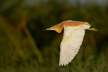 Squacco Heron (Ardeola ralloides) flying around for fishing in a water lily field in the early morning with warm light in the Chobe river between Botswana and Namibia