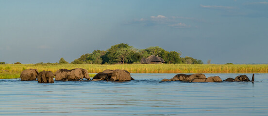 Elephant herd at sunset. After a day of eating on islands in the Chobe River, the elephants cross the water again to spend the night in the forests of the Chobe National Park in Botswana.