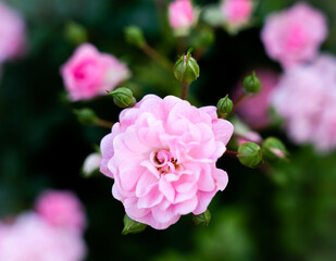 Pink rose with buds in the garden. Natural wallpaper. Top-view. Close-up.