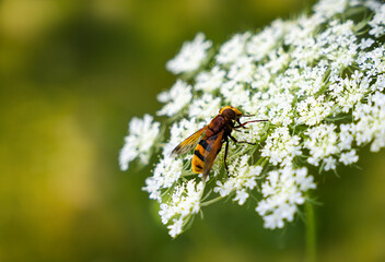 Bee on white flower. Close-up. Copy space. Selective focus.