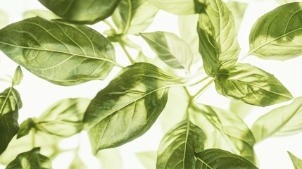 Close-up of green basil leaves with vivid details, capturing the freshness and vibrant colors of the plant on a light background.