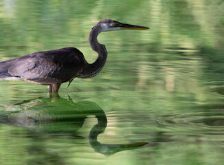 Closeup Great Blue Heron reflected in sunlit liquid green