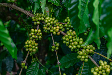 Raw robusta coffee beans on coffee tree plantation, Dak Lak, Vietnam.