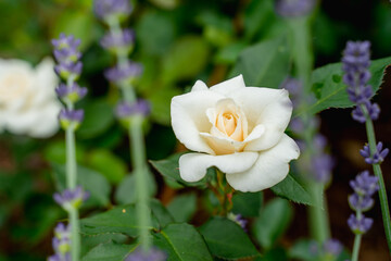 Fototapeta premium a white graceful delicate rose with green leaves on a green background grows in nature in a flowerbed against a background of lavender