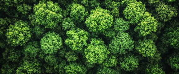 Naklejka premium Aerial View of Lush Green Forest Canopy