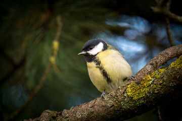 Obraz premium great tit, parus major, is perching on a twig at a autumn morning