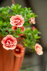 small orange summer flowers for the veranda and terrace in a pot