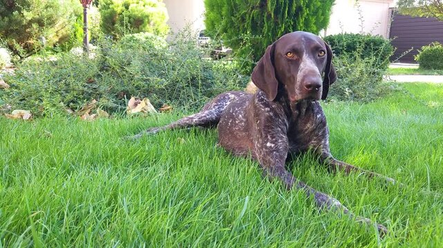 Brown shorthaired pointer with white spots lies on the green lawn in the yard