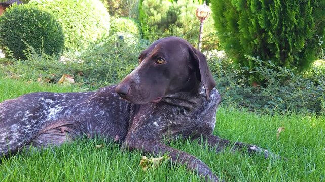 Brown shorthaired pointer with white spots lies on the green lawn in the yard