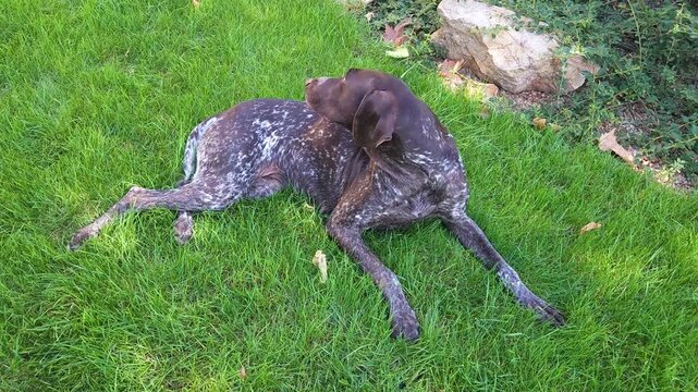 Brown shorthaired pointer with white spots lies on the green lawn in the yard