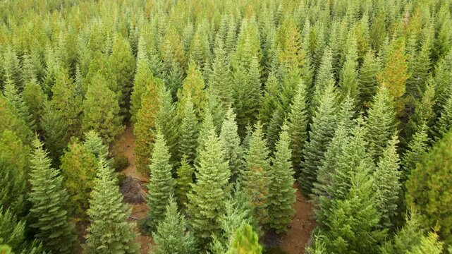 Flying over a mountainside pine forest in Northern California