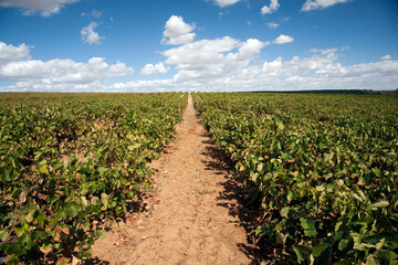 Vineyards in Carrion De Los Cespedes, Seville Under a Blue Sky